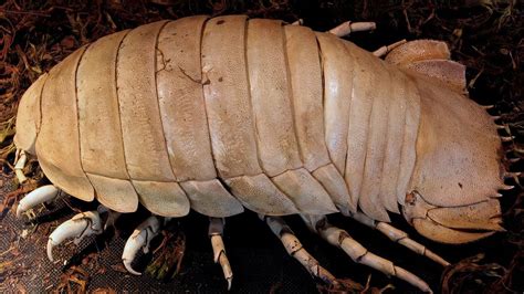 Can Rolly Pollies Swim? Exploring the Curious World of Armadillidiidae