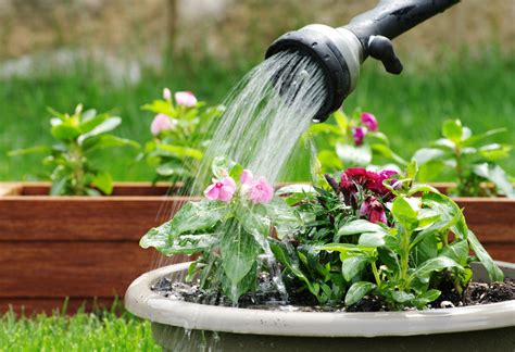 How Often to Water Outdoor Potted Plants in Summer: A Comprehensive Guide