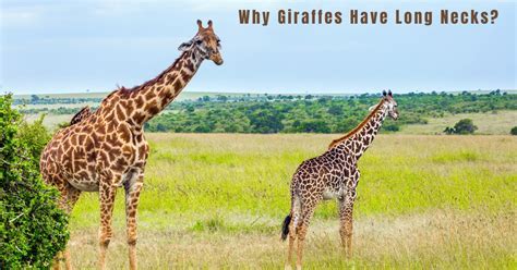 How Tall is a Basketball Hoop and Why Do Giraffes Never Play Basketball?