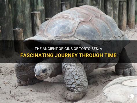  The Drumming Tortoise! A Journey Through Trickery, Greed, and Unexpected Consequences