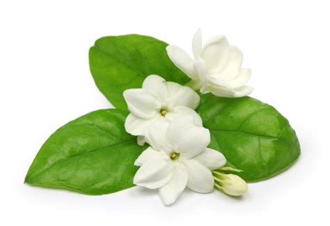  The Story of the Sampaguita Flower -  A Fragrance-Filled Journey Through Love and Loss!